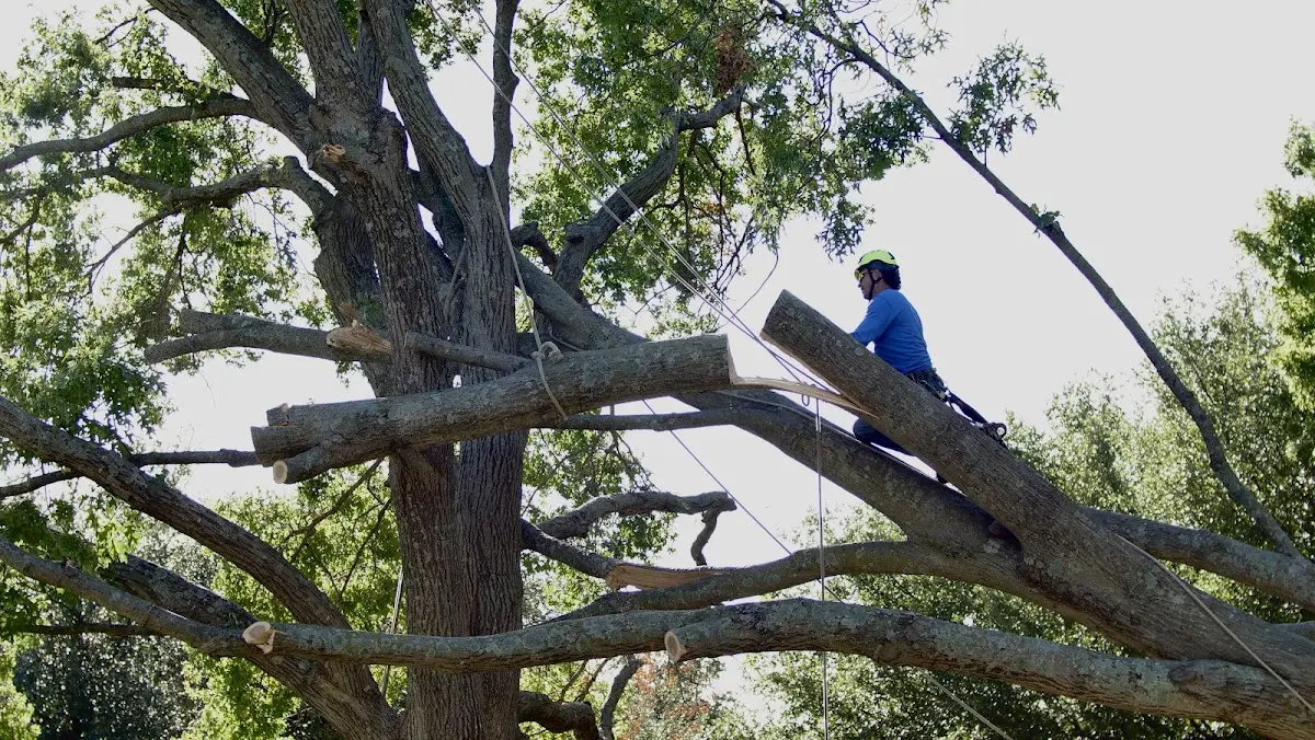 Professional Hazardous Tree Removal performed by certified arborists in Durant