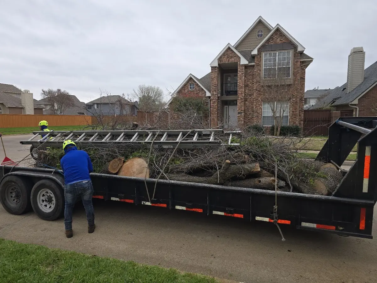 Expert Tree Pest Control with proper safety equipment in Durant